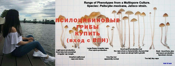 шишки Майский